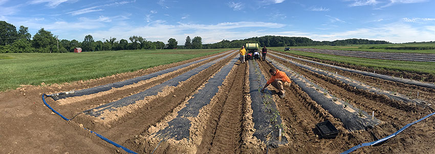 Men working on a farm field.